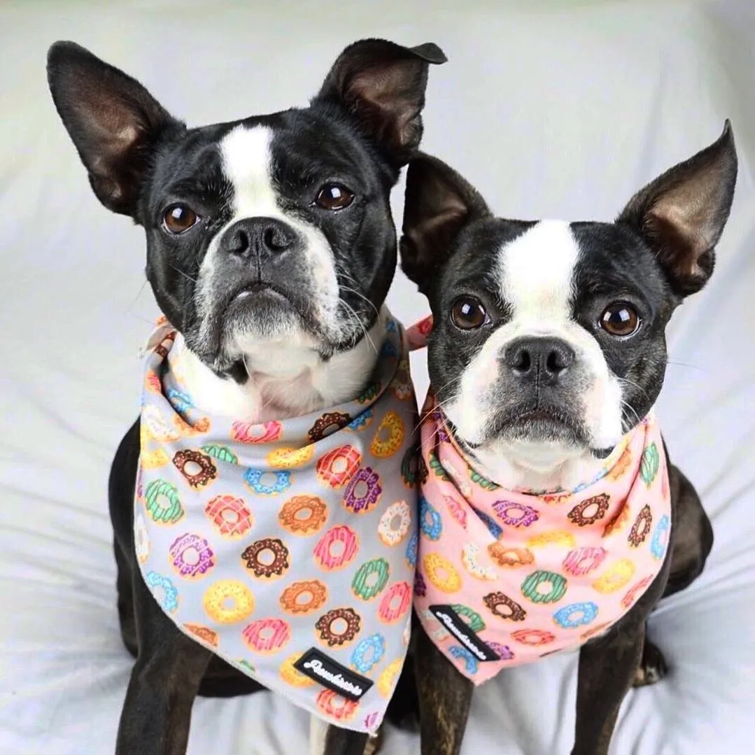 Frenchiestore Dog Cooling Bandana | Mint StarPup