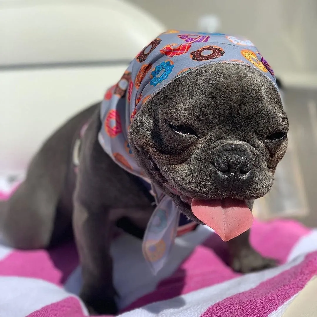 Frenchiestore Dog Cooling Bandana | Mint StarPup