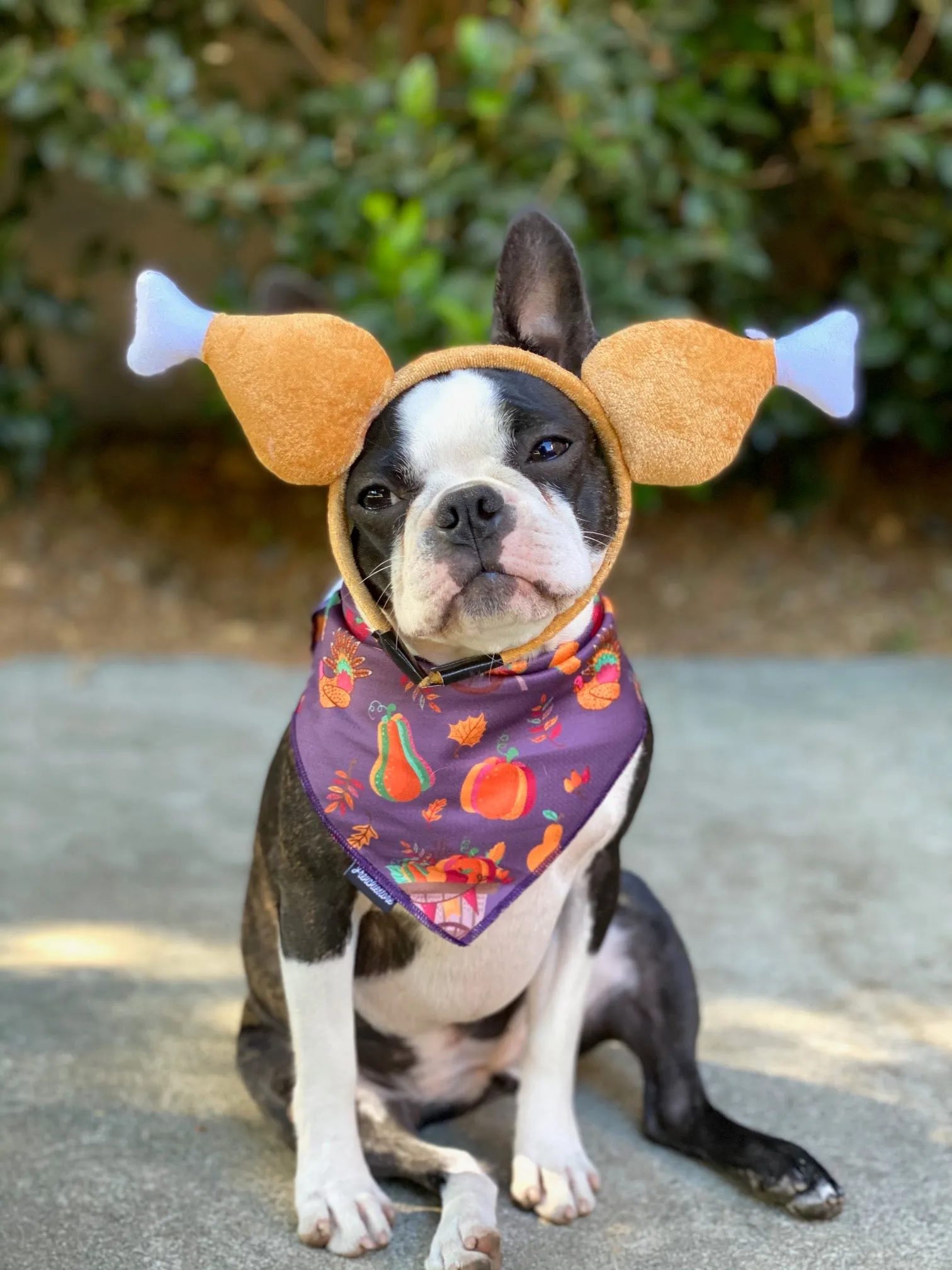 Frenchiestore Dog Cooling Bandana |  Thanksgiving