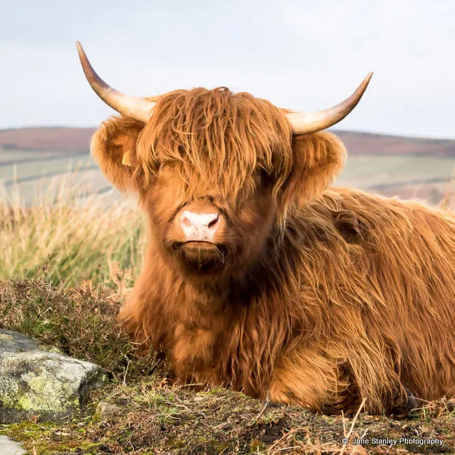 Highland Calf Cushion