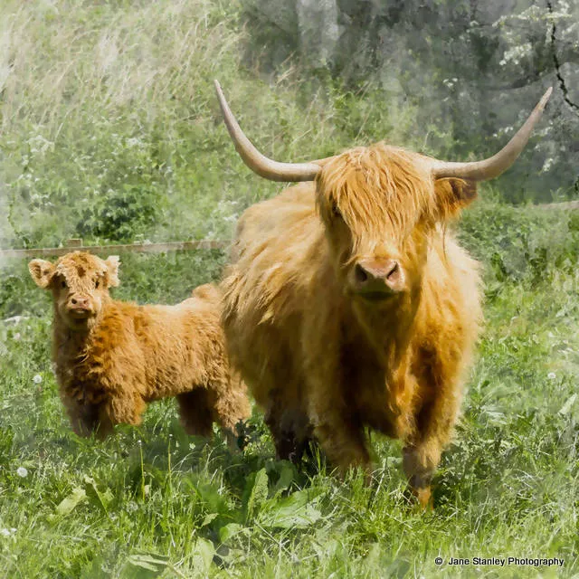 Highland Cow and Calf Cushion