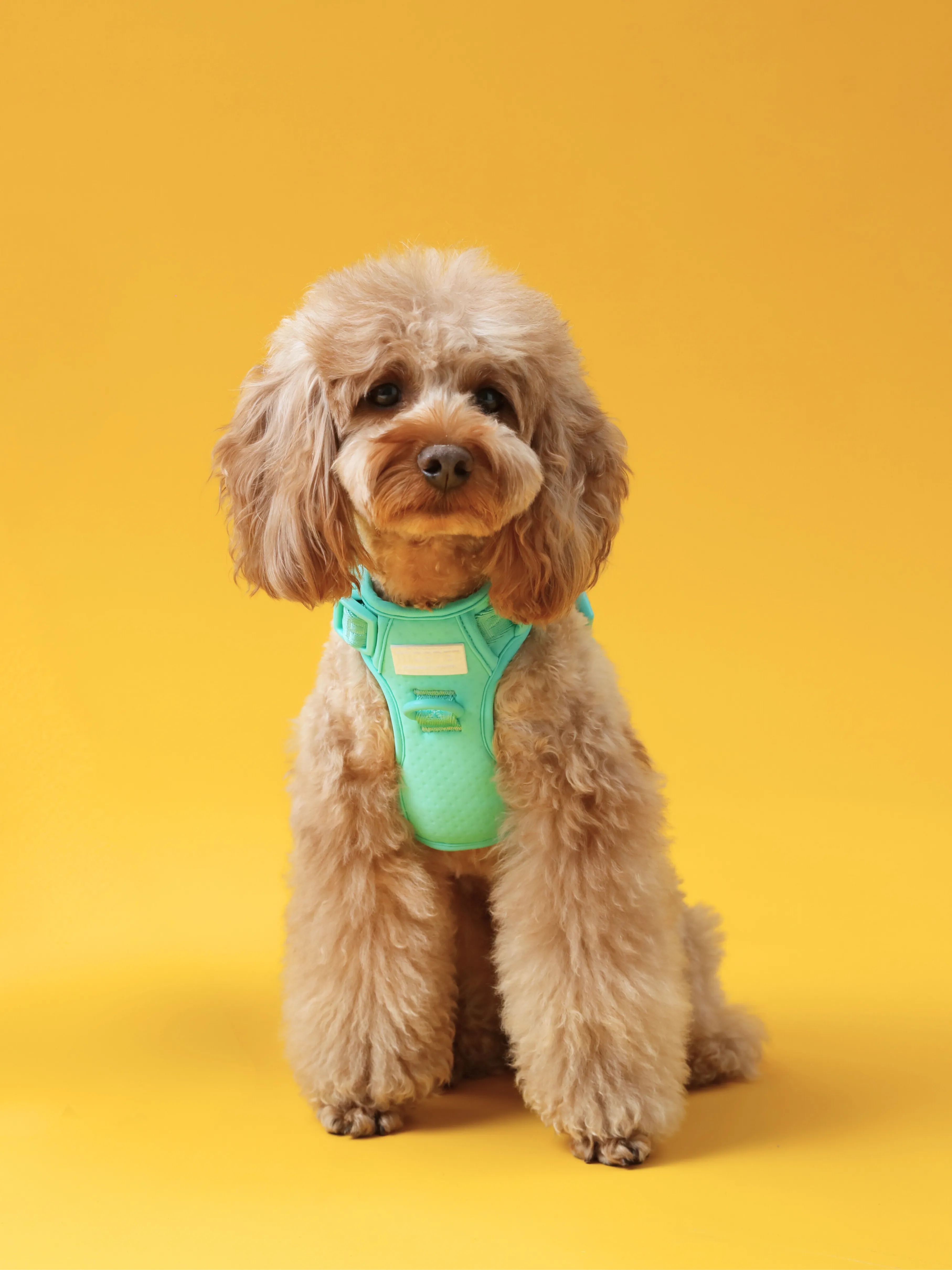 NO PULL ACTIVE  PET HARNESS - MINT GREEN