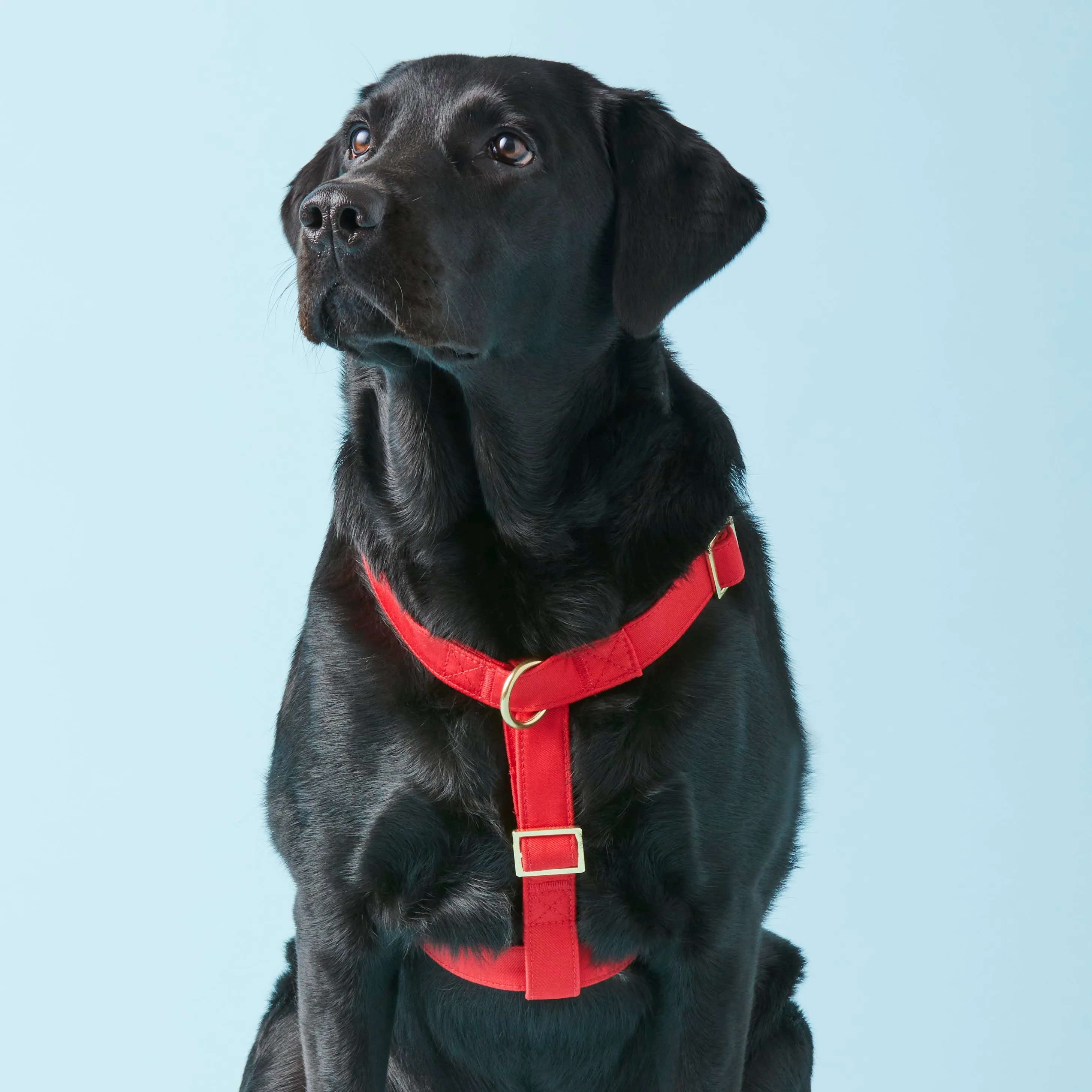 Ruby Dog Harness